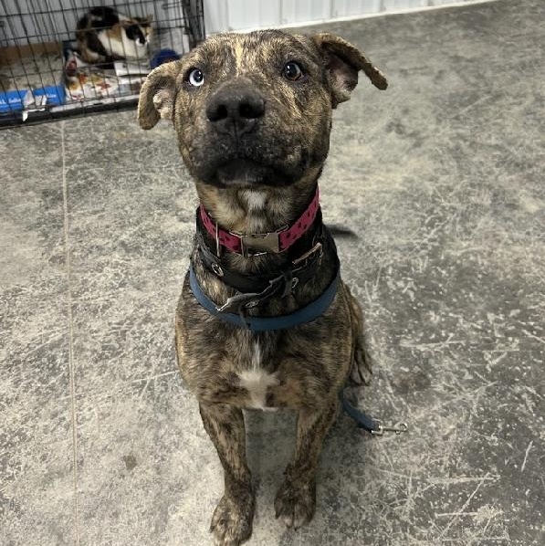 Carmello thumbnail 2