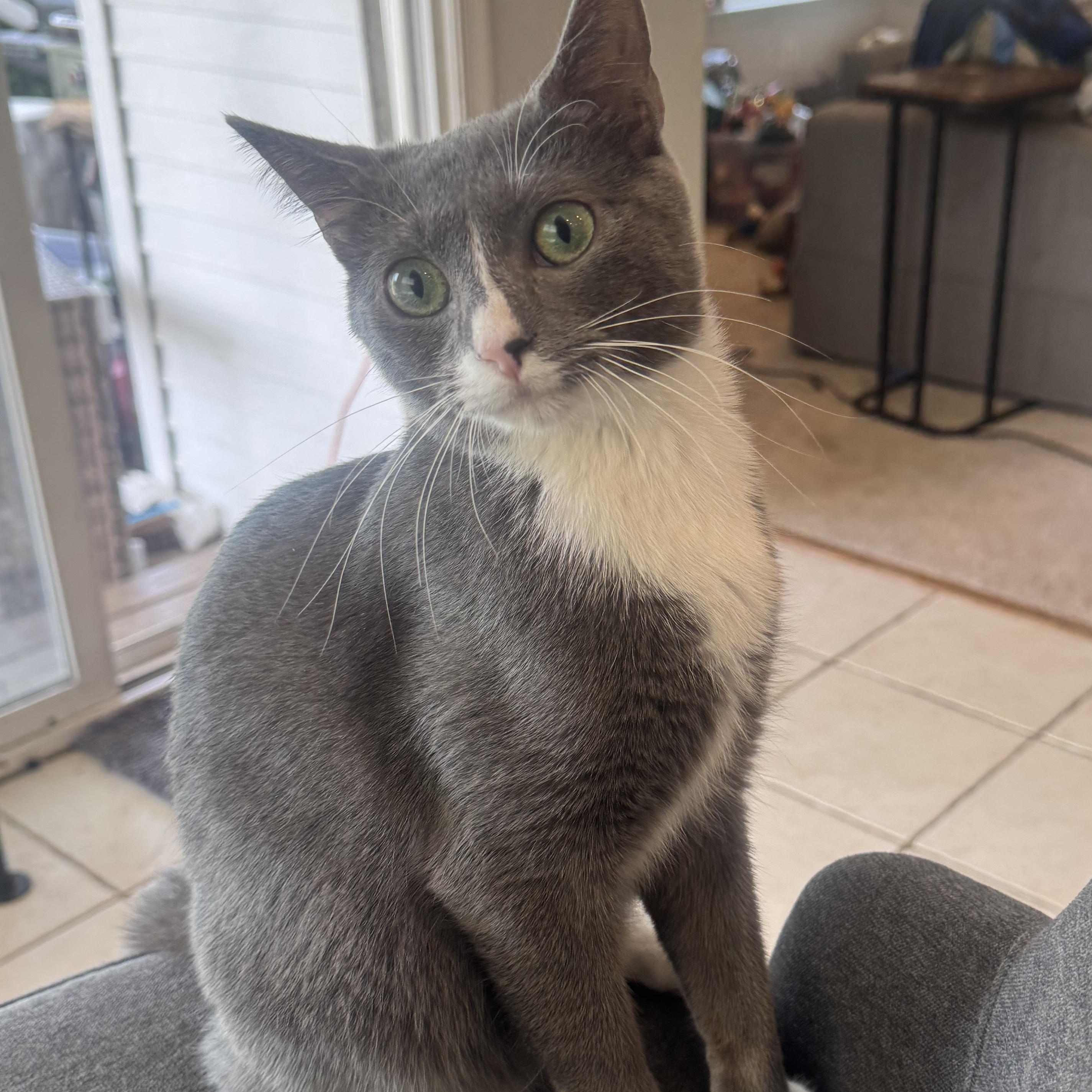 Enlarge Nova and Luna - 7 month old - Bonded Loving Sisters, a ADOPTABLE American Shorthair in Bristow, VA image 5/5