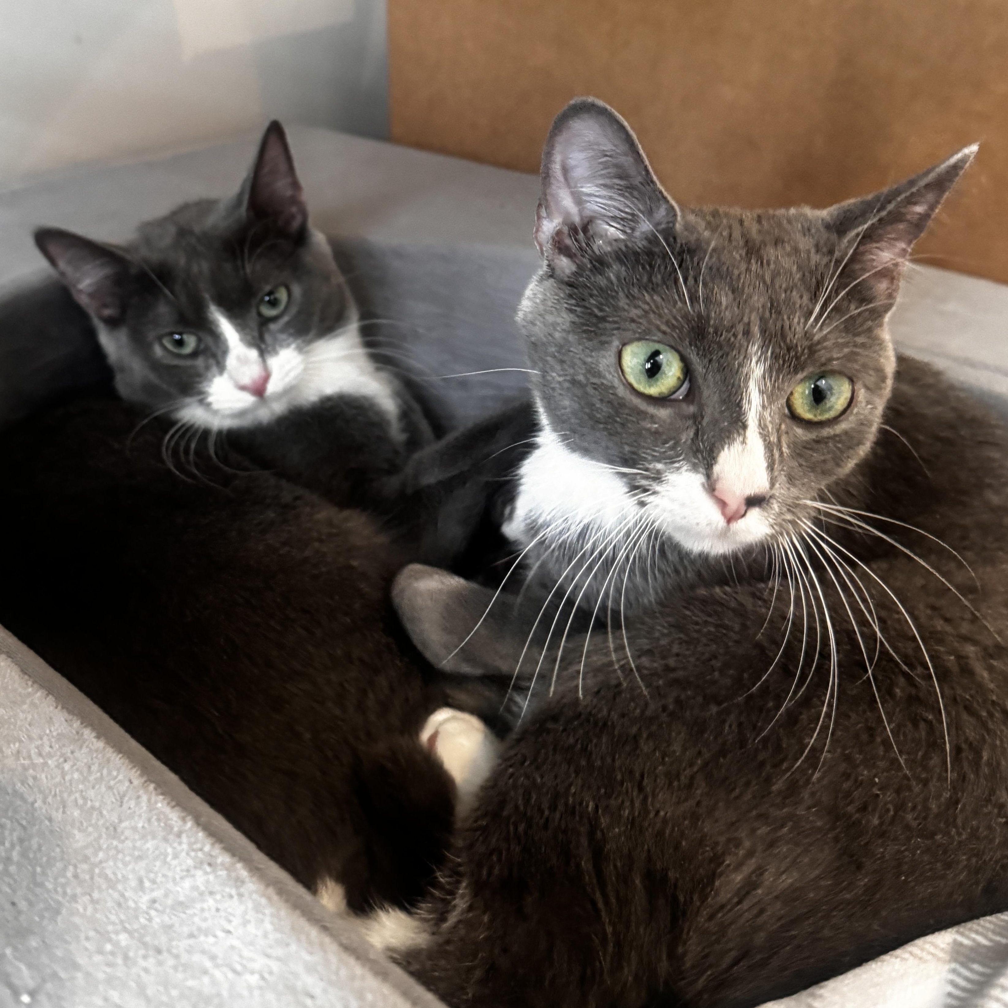 Enlarge Nova and Luna - 7 month old - Bonded Loving Sisters, a ADOPTABLE American Shorthair in Bristow, VA image 1/5