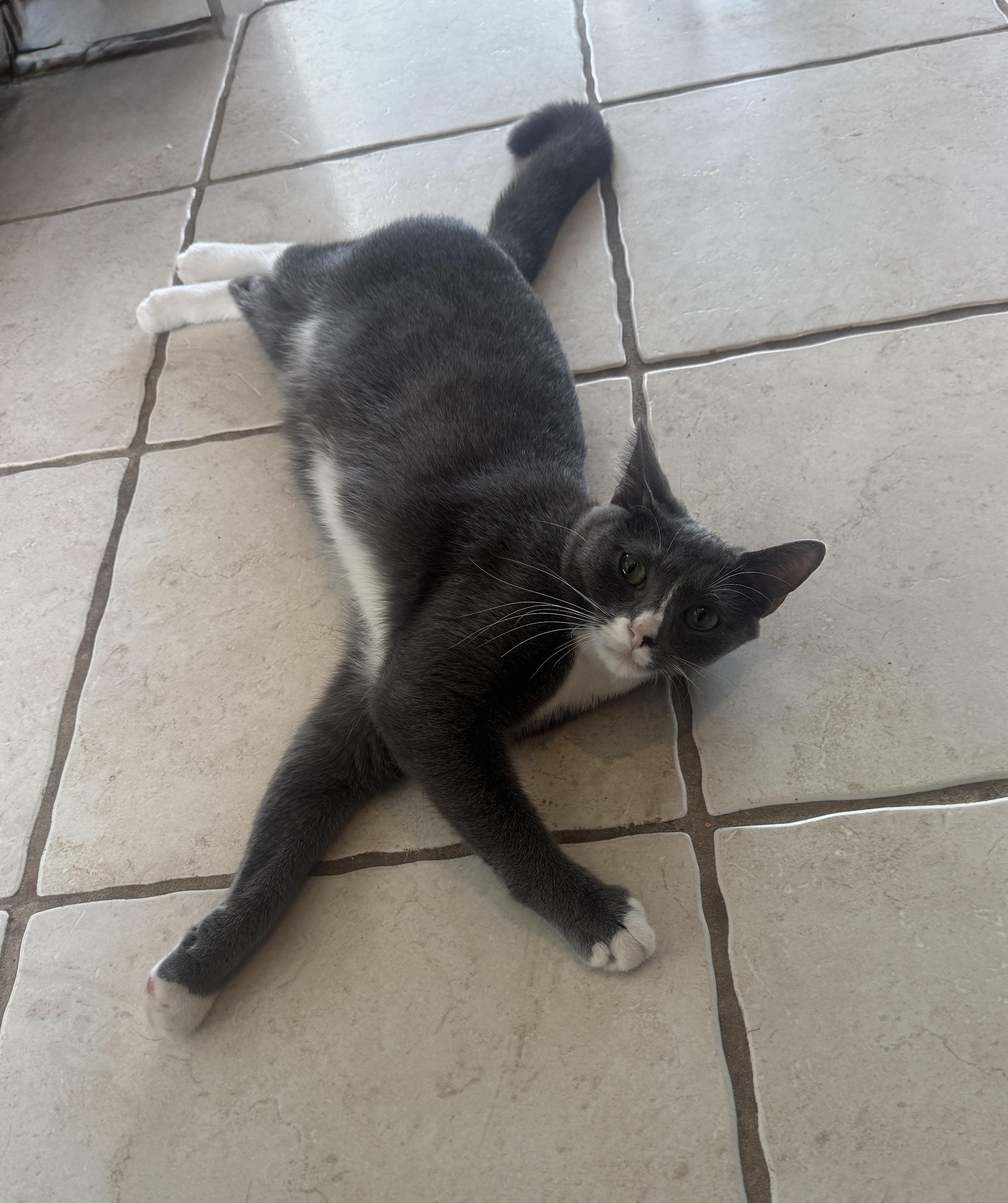 Enlarge Nova and Luna - 7 month old - Bonded Loving Sisters, a ADOPTABLE American Shorthair in Bristow, VA image 4/5