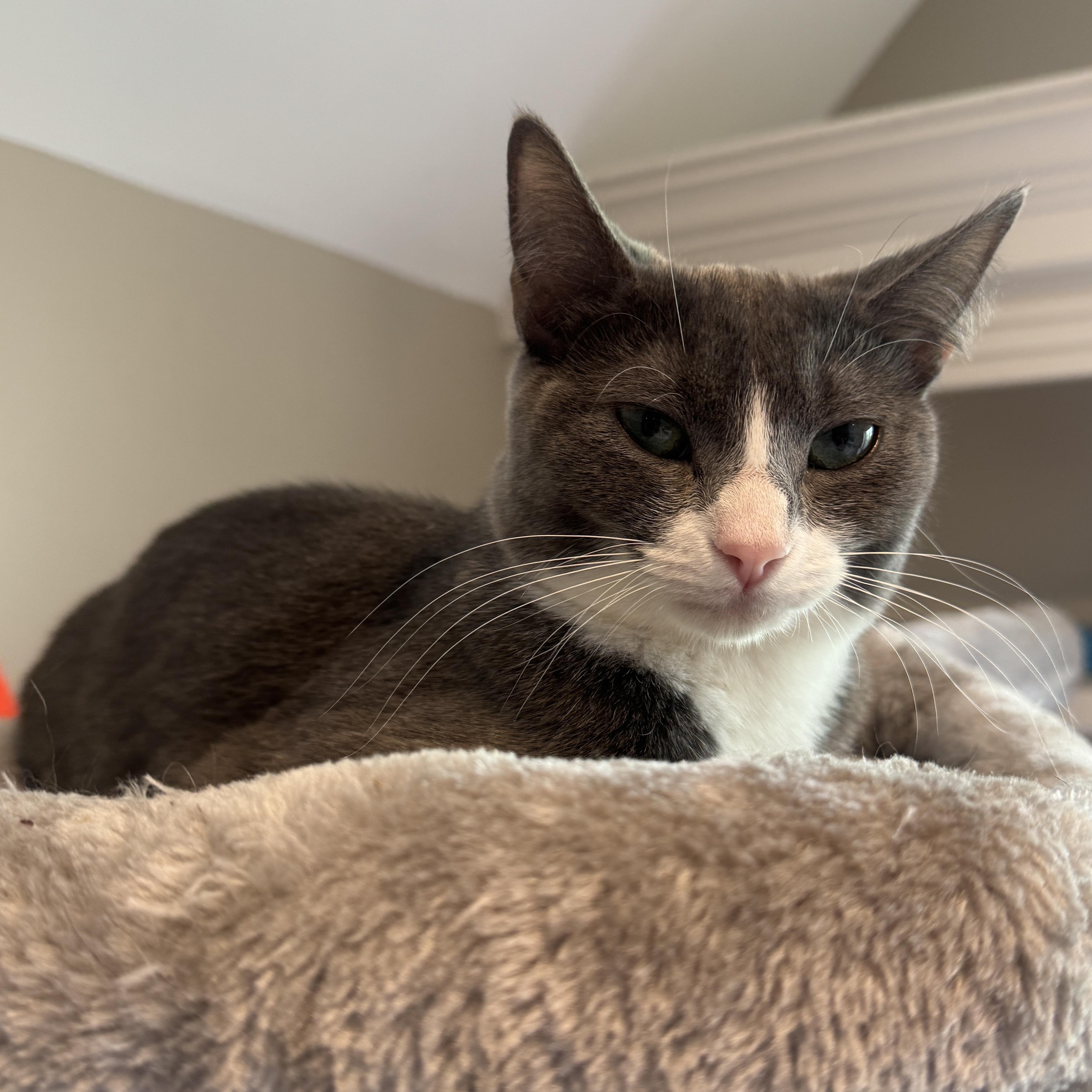 Enlarge Nova and Luna - 7 month old - Bonded Loving Sisters, a ADOPTABLE American Shorthair in Bristow, VA image 2/5