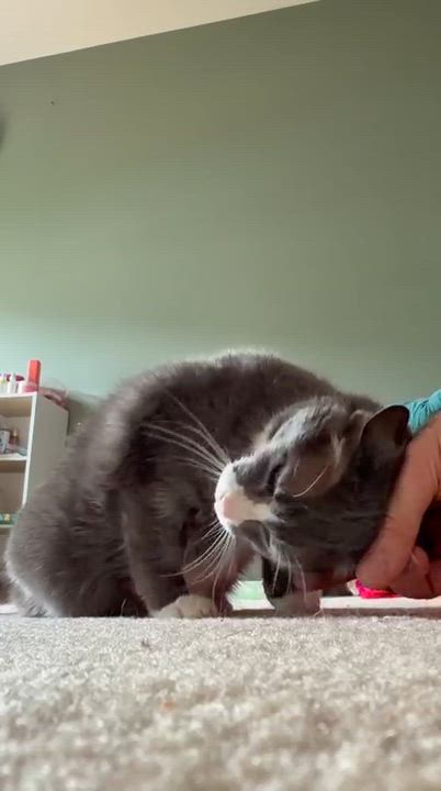 Enlarge Nova and Luna - 7 month old - Bonded Loving Sisters, a ADOPTABLE American Shorthair in Bristow, VA video 3/5