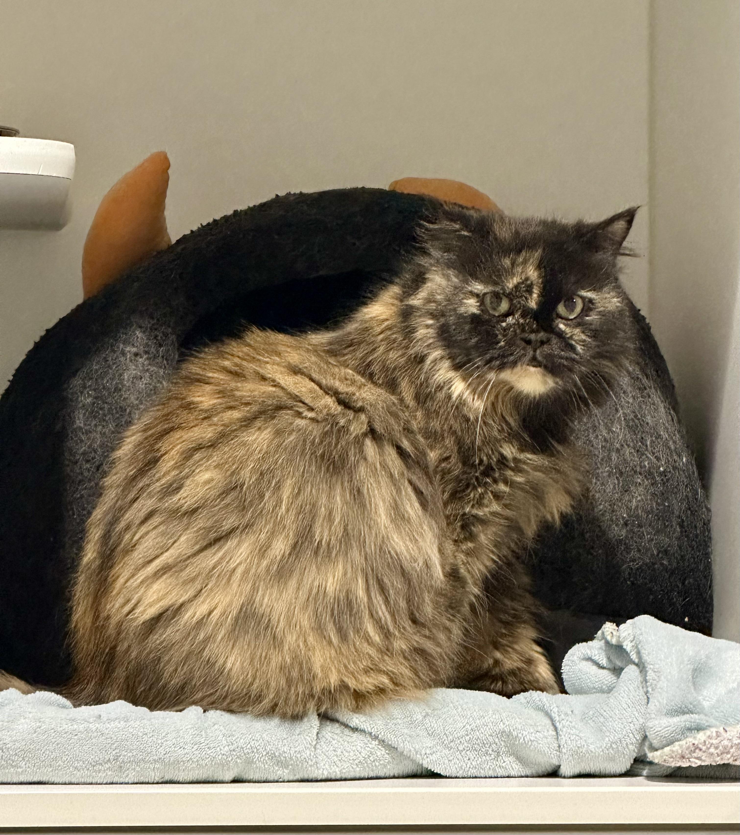 Cathy, ADOPTABLE, Adult Female Persian.