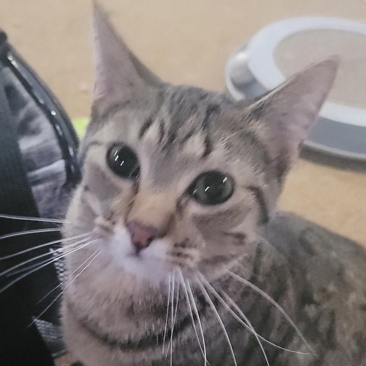 Tabby, Adoptable, Young Female Domestic Short Hair & Tabby.