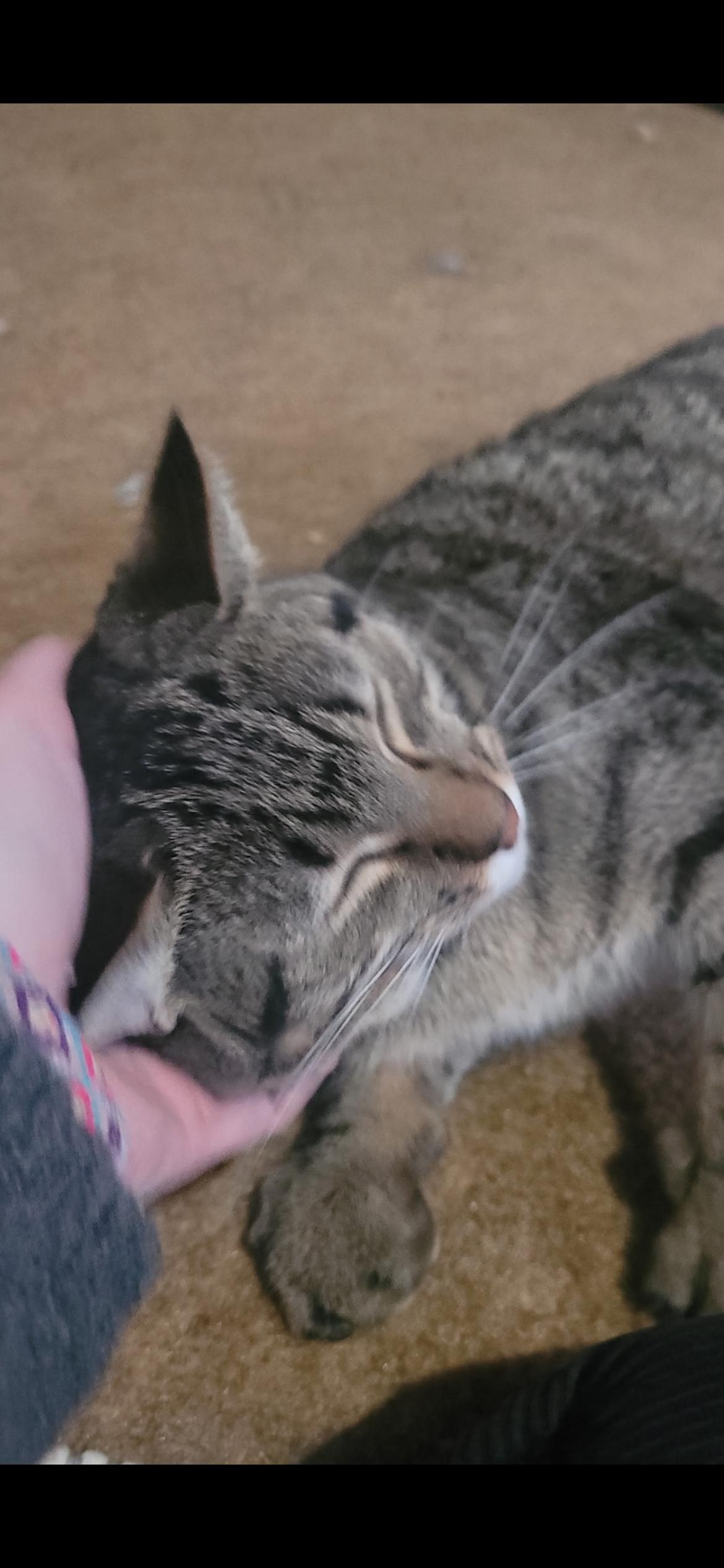 Enlarge Tabby, a Adoptable mixed breed in Omaha, NE image 2/3