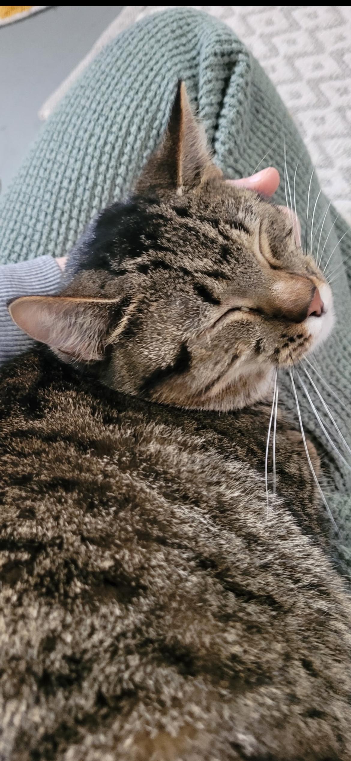 Enlarge Tabby, a Adoptable mixed breed in Omaha, NE image 3/3