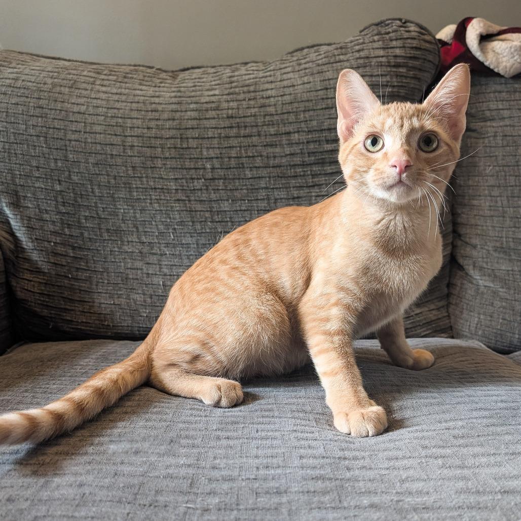 Orange, Adoptable, Young Male Domestic Short Hair.