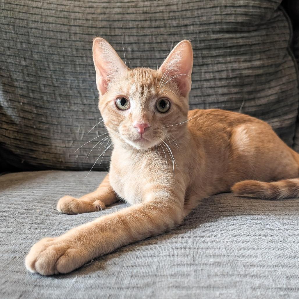 Enlarge Orange, a Adoptable Domestic Short Hair in Cincinnati, OH image 2/6