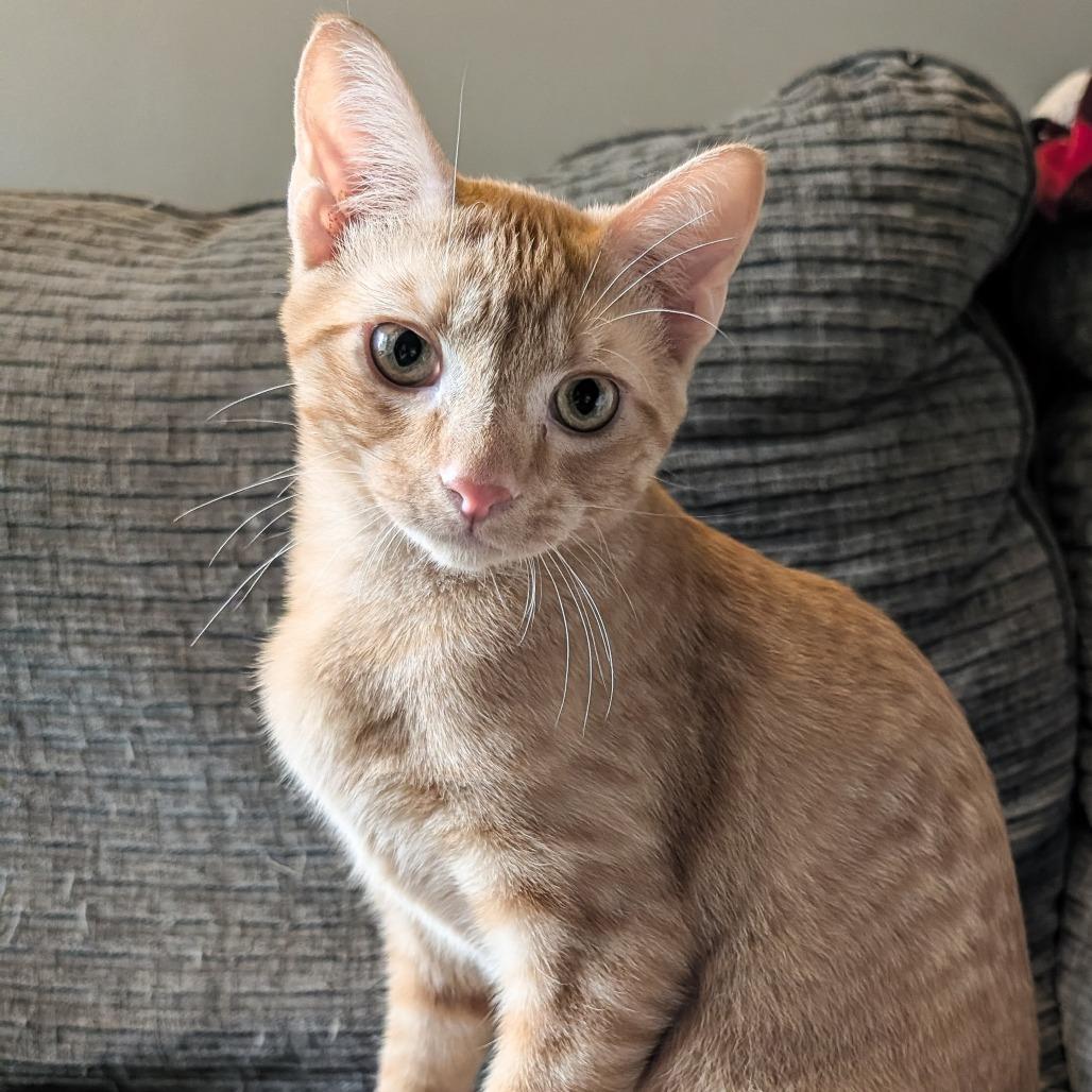 Enlarge Orange, a Adoptable Domestic Short Hair in Cincinnati, OH image 3/6