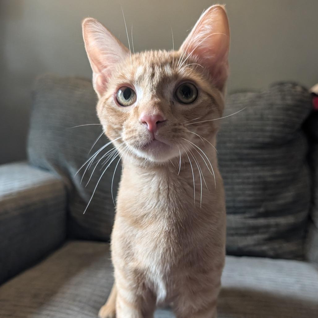 Enlarge Orange, a Adoptable Domestic Short Hair in Cincinnati, OH image 4/6