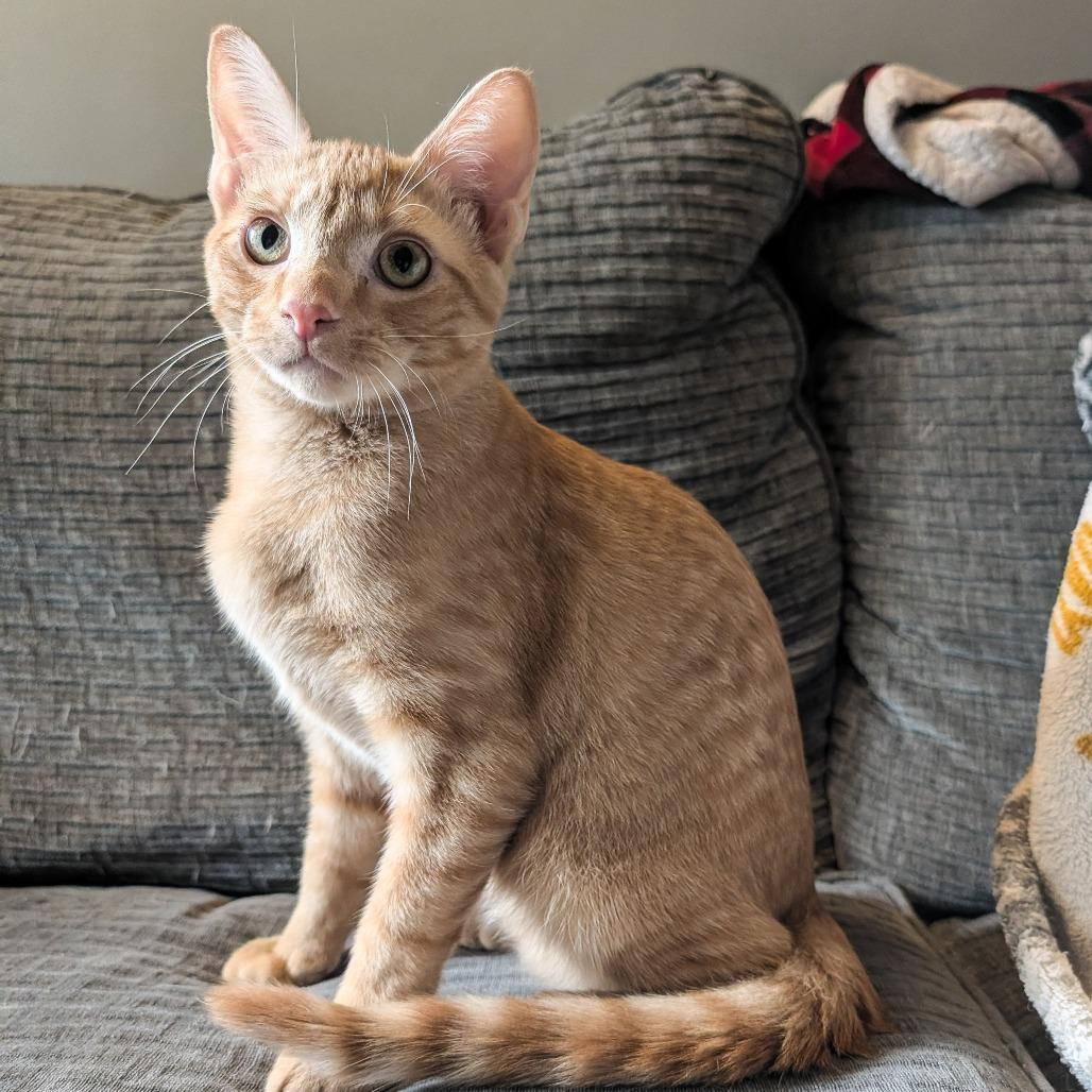 Enlarge Orange, a Adoptable Domestic Short Hair in Cincinnati, OH image 5/6