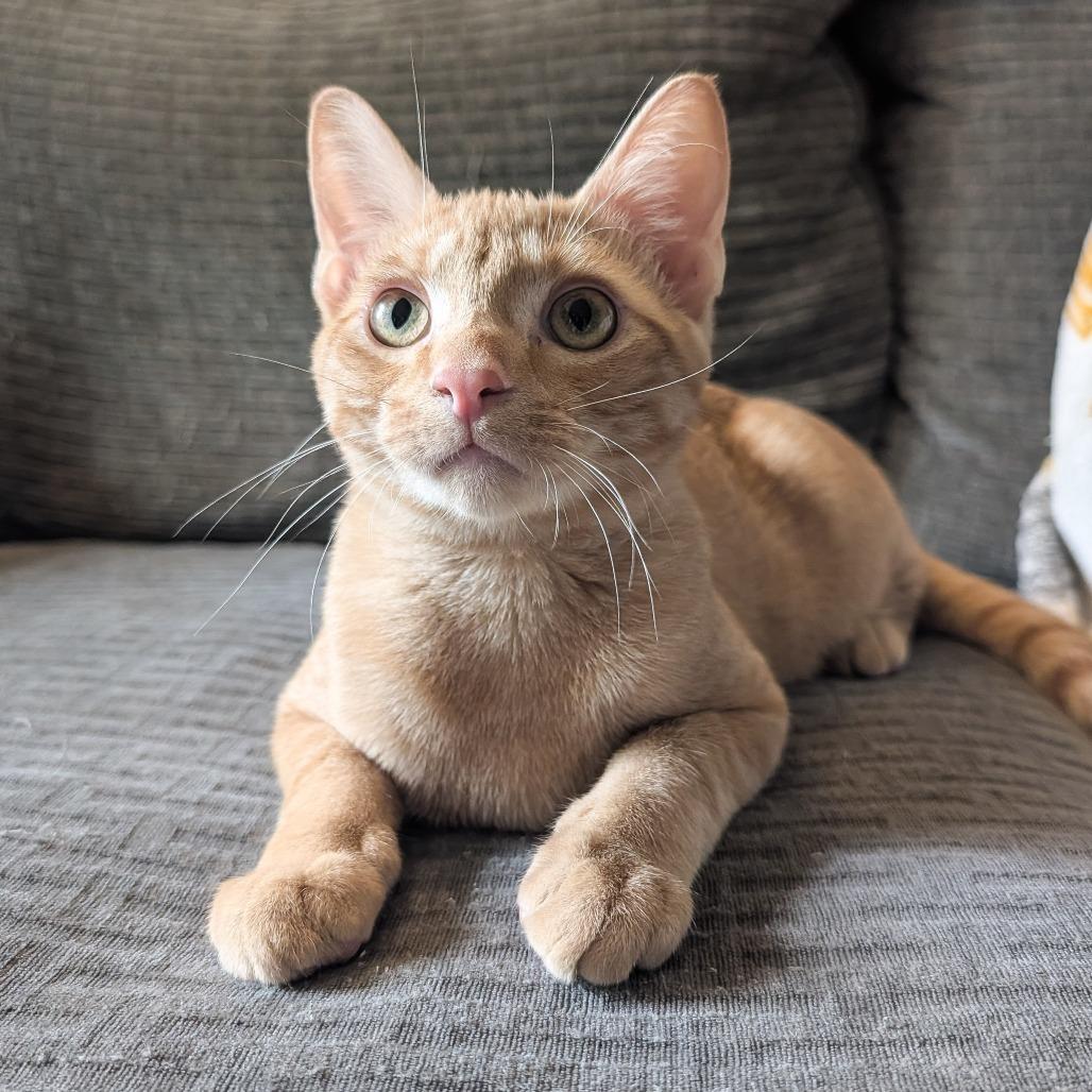 Enlarge Orange, a Adoptable Domestic Short Hair in Cincinnati, OH image 6/6