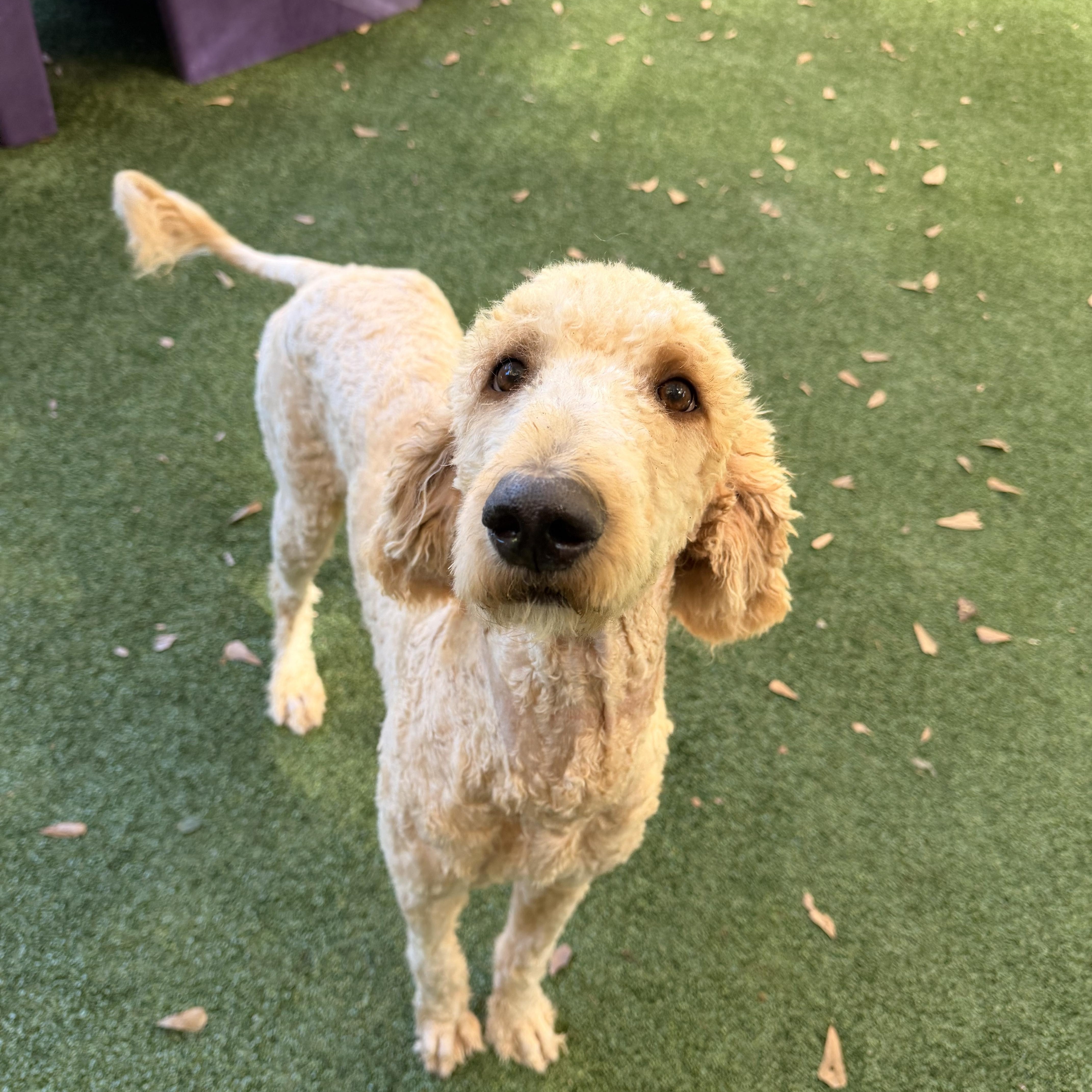 Enlarge Bounder, a Adoptable Goldendoodle in Baker, LA image 1/6