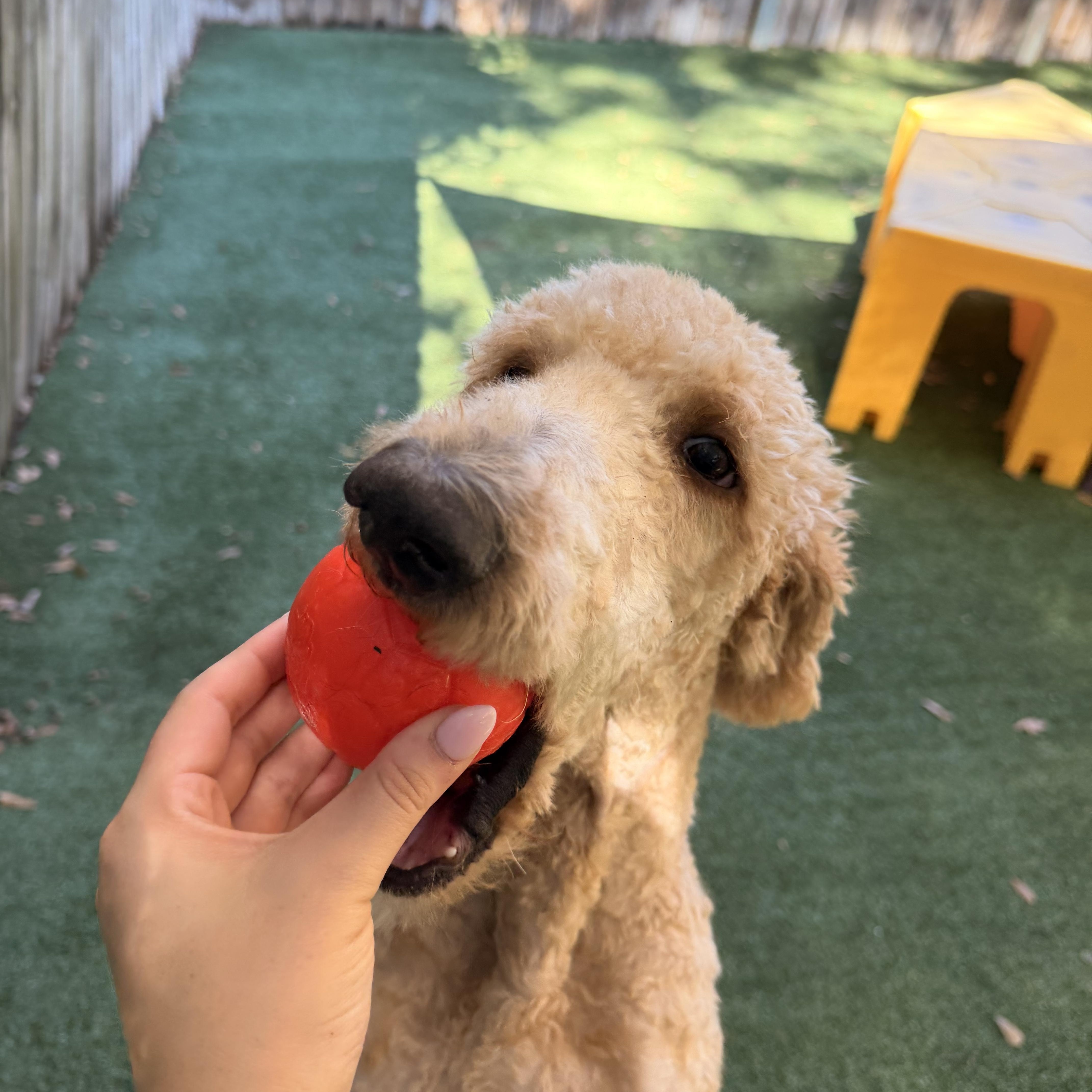 Enlarge Bounder, a Adoptable Goldendoodle in Baker, LA image 2/6