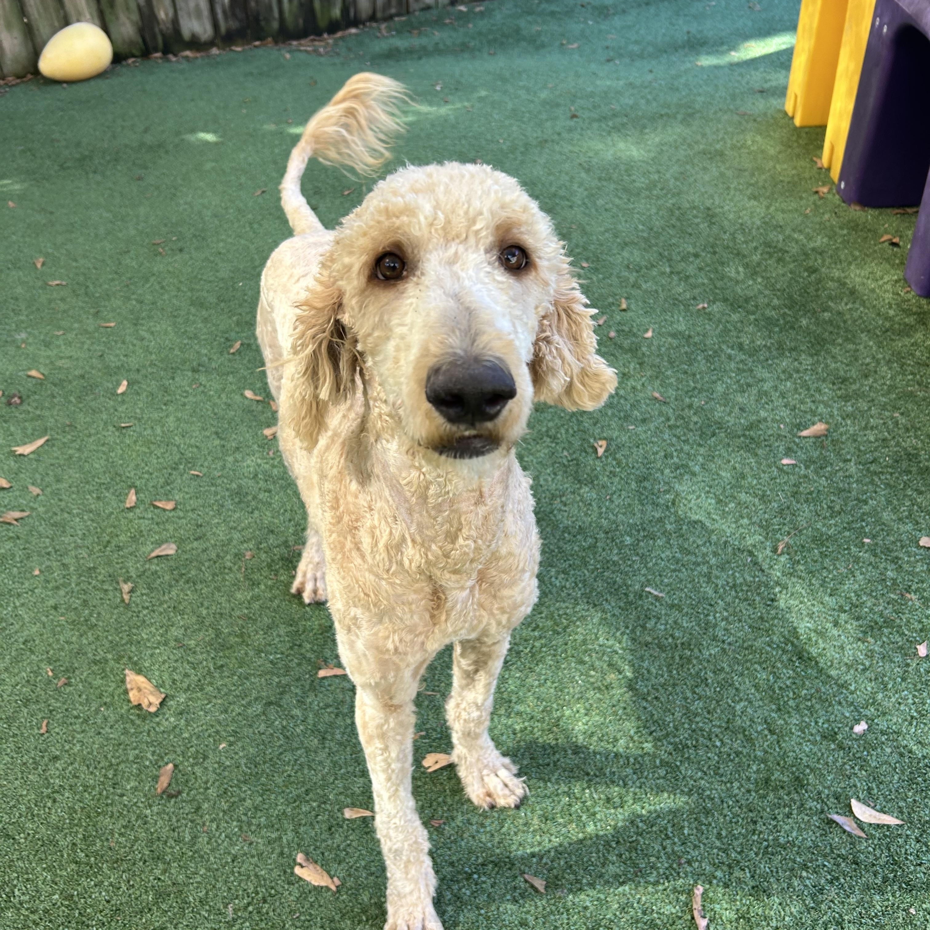 Enlarge Bounder, a Adoptable Goldendoodle in Baker, LA image 5/6