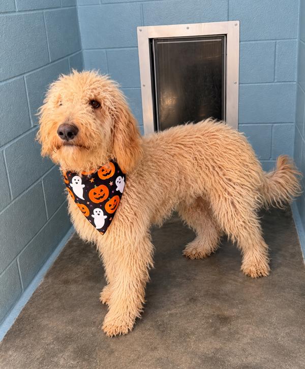 Enlarge Bounder, a Adoptable Goldendoodle in Baker, LA image 6/6
