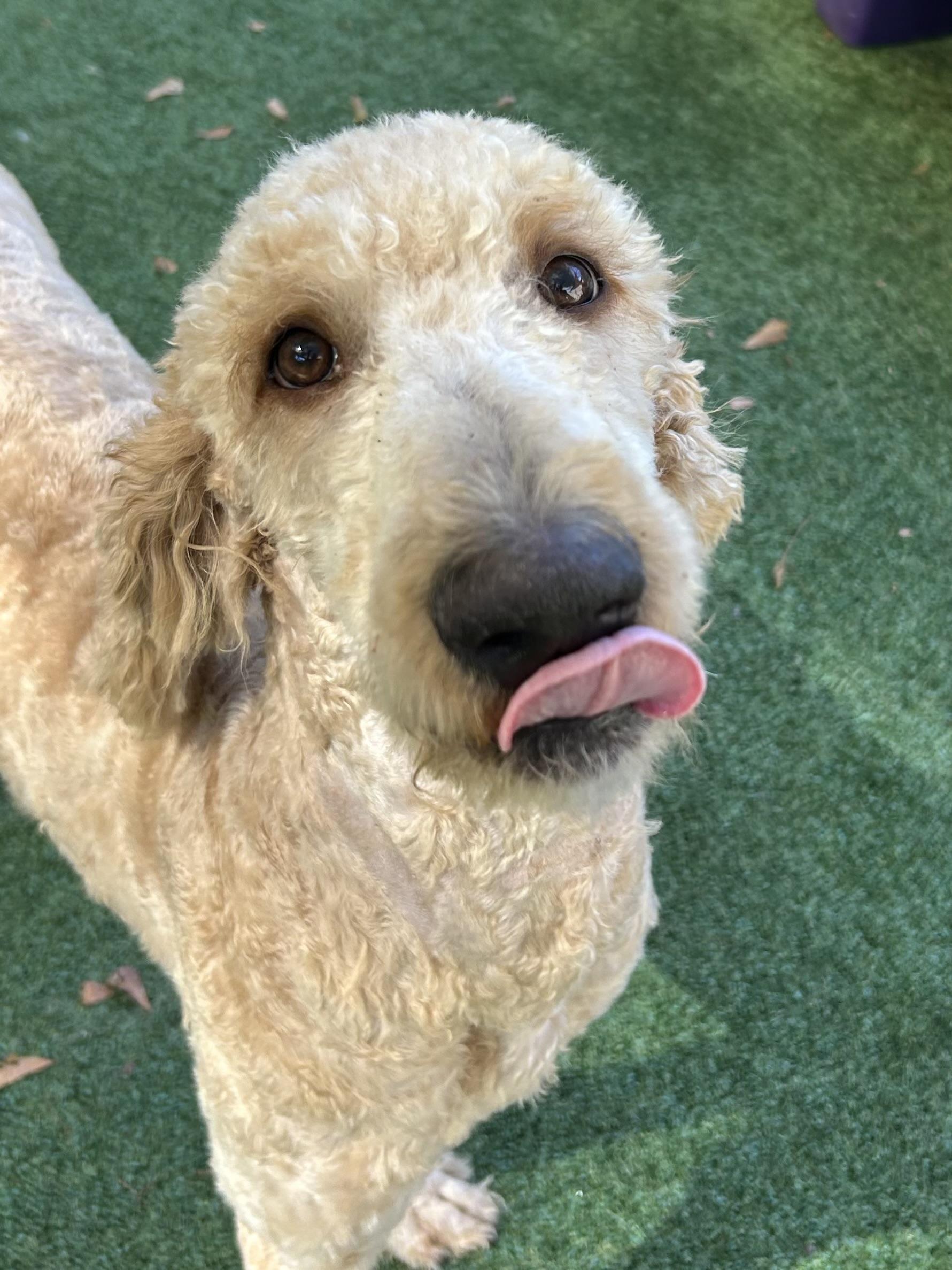 Enlarge Bounder, a Adoptable Goldendoodle in Baker, LA image 4/6