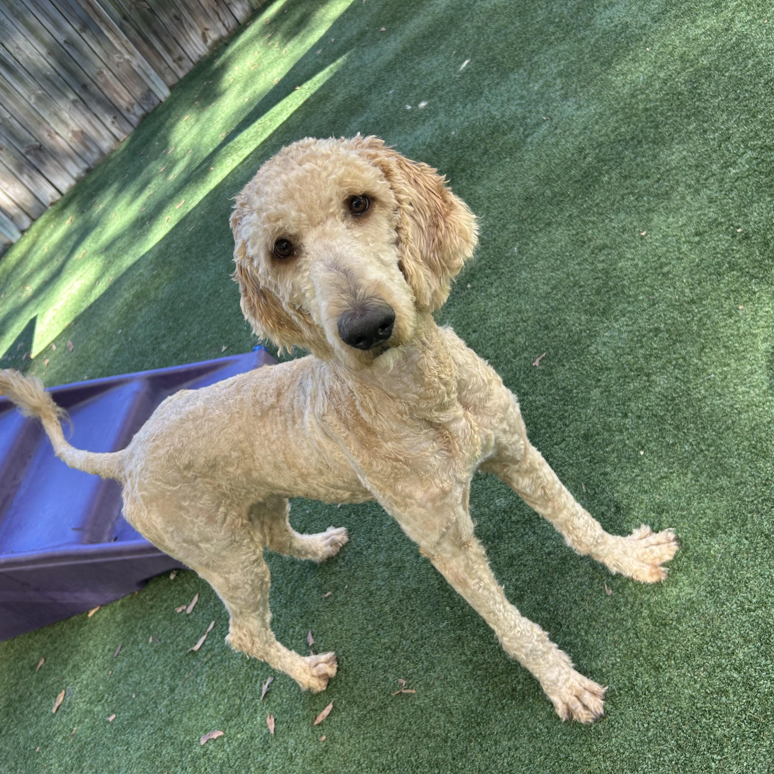 Enlarge Bounder, a Adoptable Goldendoodle in Baker, LA image 3/6