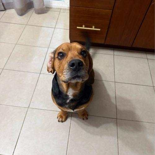 Debo, a Adoptable mixed breed in Kent, WA image 2/4