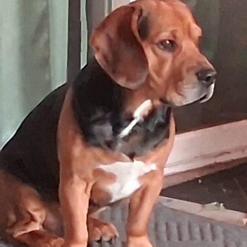 Debo, a Adoptable mixed breed in Kent, WA image 3/4