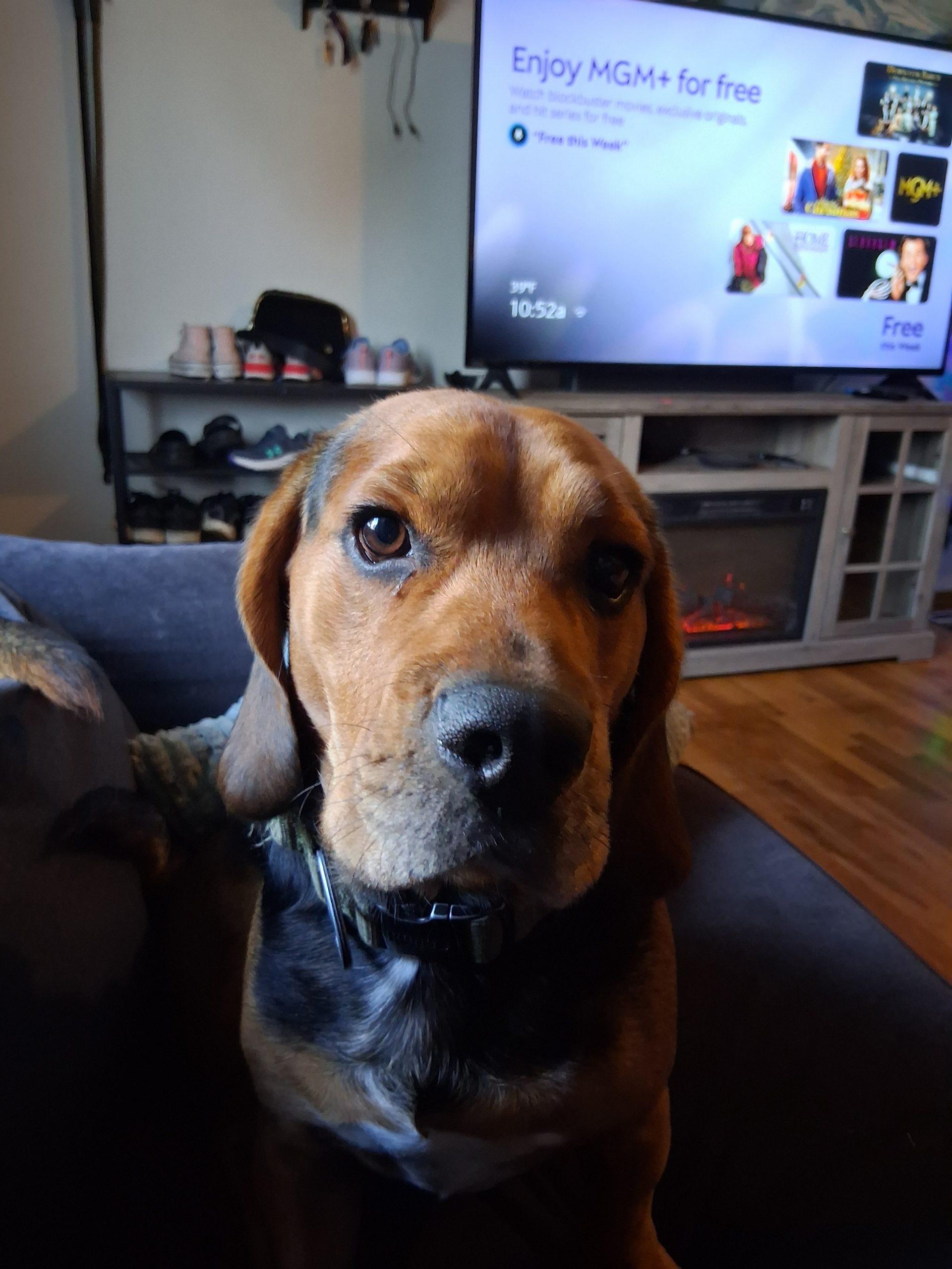 Debo, Adoptable, Young Male Beagle & Mixed Breed.