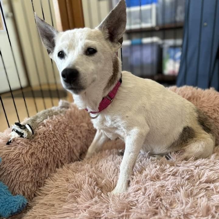 Pipsqueak, Senior Female Jack Russell Terrier