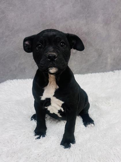 Enlarge Concha, a Adoptable mixed breed in Cedar Hill, TX image 1/2