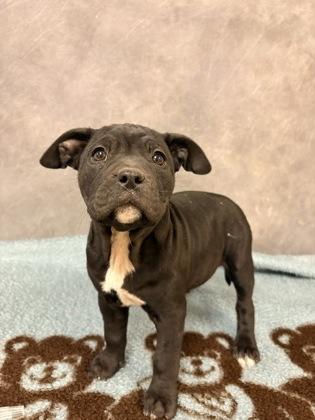 Enlarge Concha, a Adoptable mixed breed in Cedar Hill, TX image 2/2