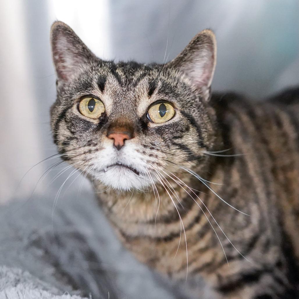 Amos, Adoptable, Senior Male Domestic Short Hair.
