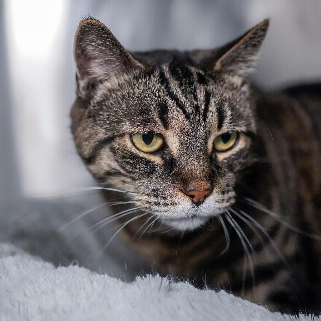 Amos, a Adoptable Domestic Short Hair in Thomaston, ME image 2/3