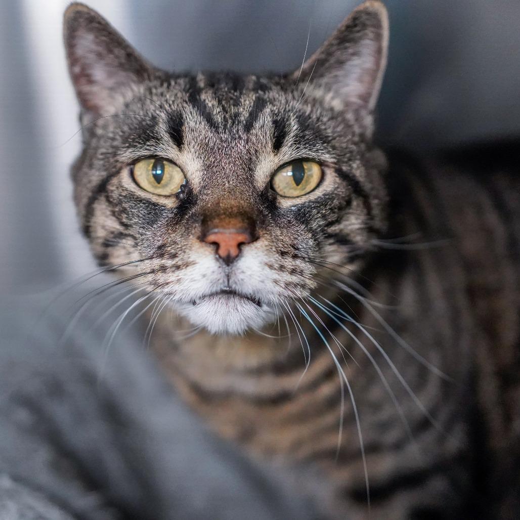 Amos, a Adoptable Domestic Short Hair in Thomaston, ME image 3/3