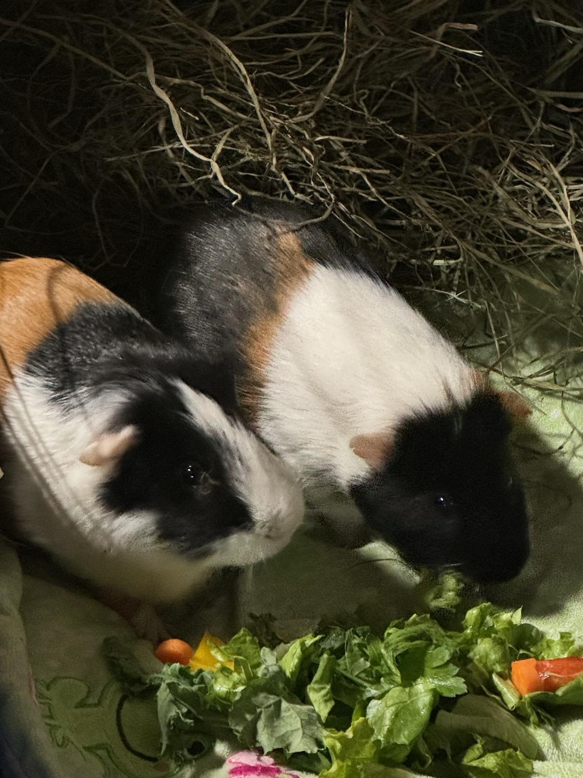 Johnny Boy and Jasper, a Adoptable mixed breed in Berlin, NJ image 1/3