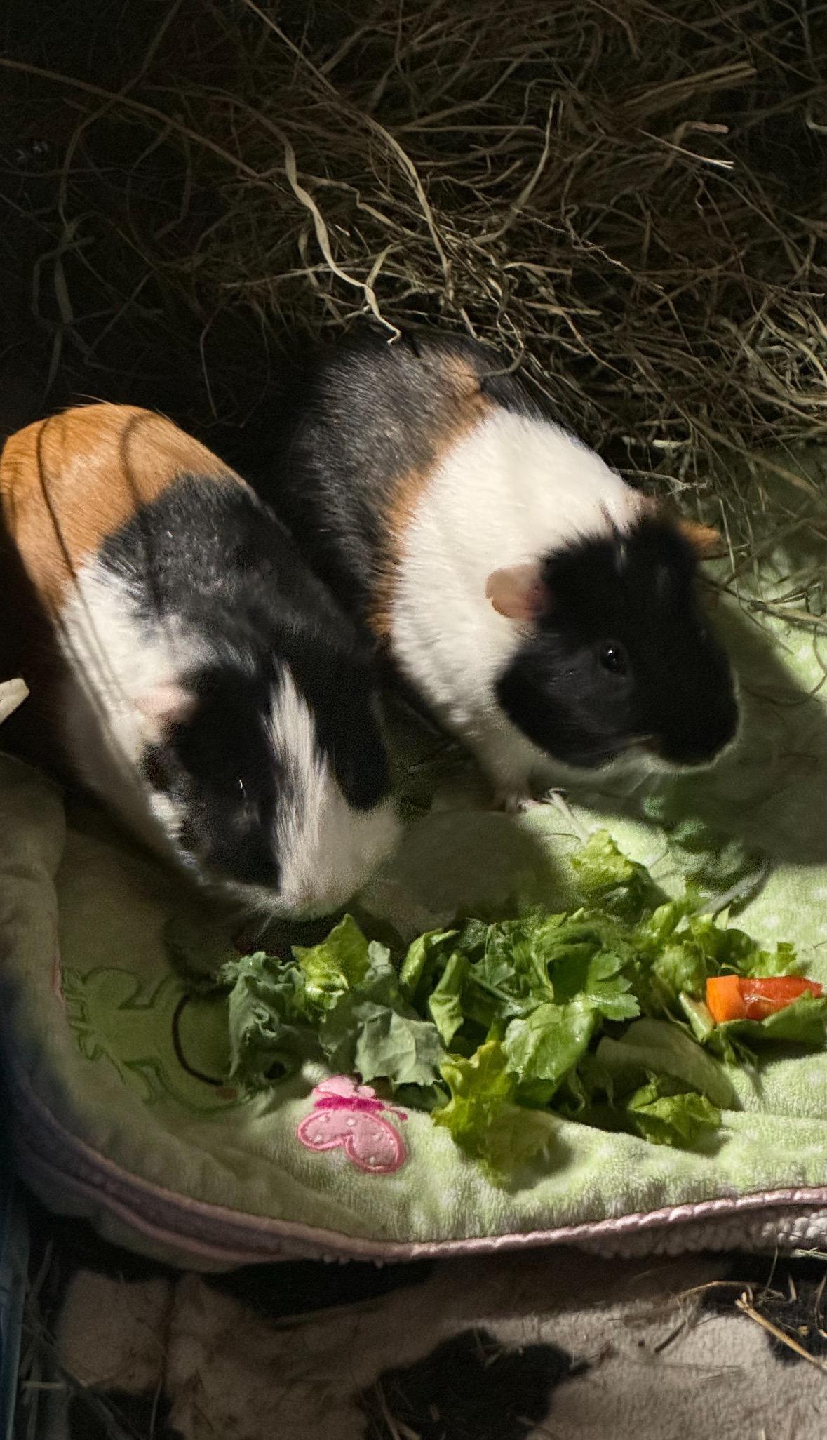 Johnny Boy and Jasper, a Adoptable mixed breed in Berlin, NJ image 2/3