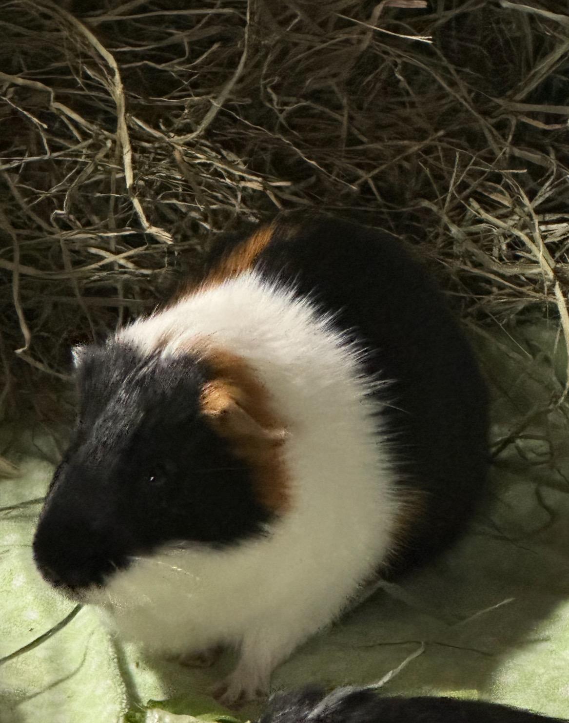 Johnny Boy and Jasper, a Adoptable mixed breed in Berlin, NJ image 3/3