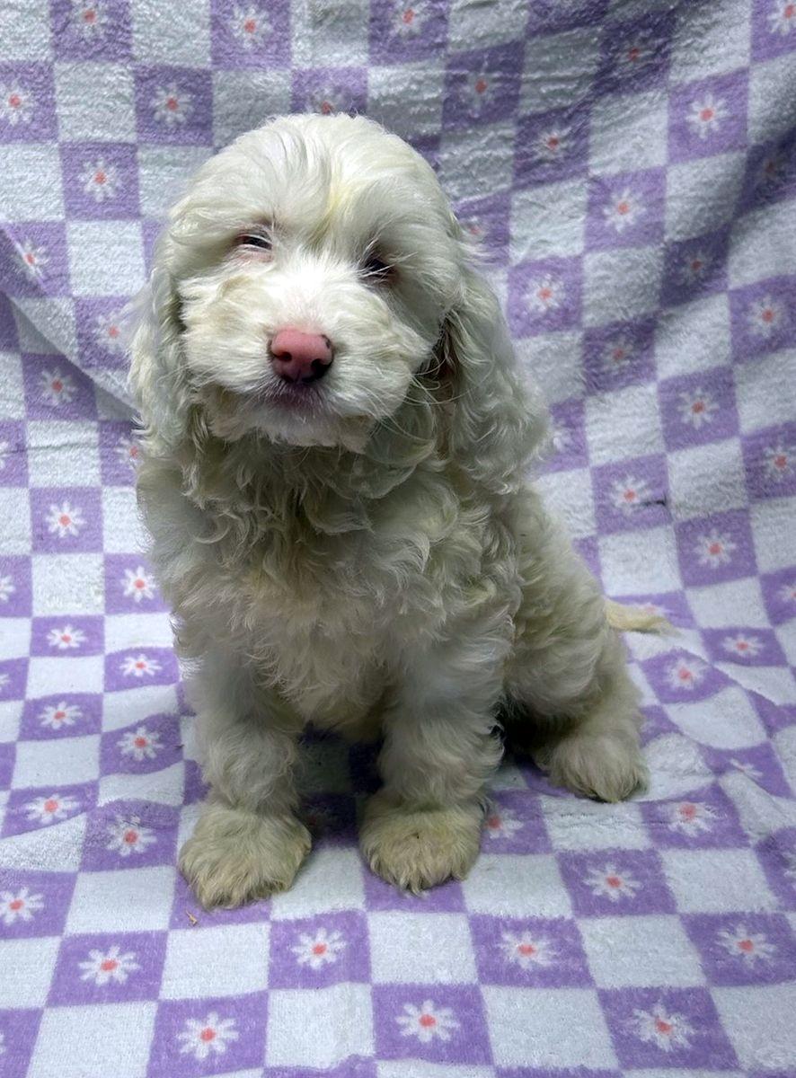 CHERRY (ohiosdrescue(at)gmail.com), adopted, Puppy Female Cockapoo.