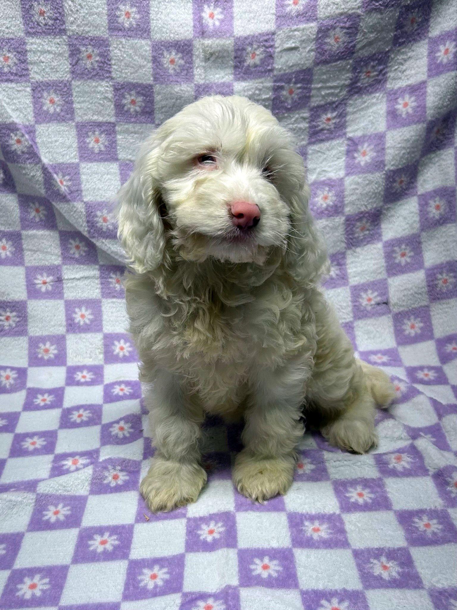 Enlarge CHERRY (ohiosdrescue(at)gmail.com), an adopted Cockapoo in Elyria, OH image 2/3