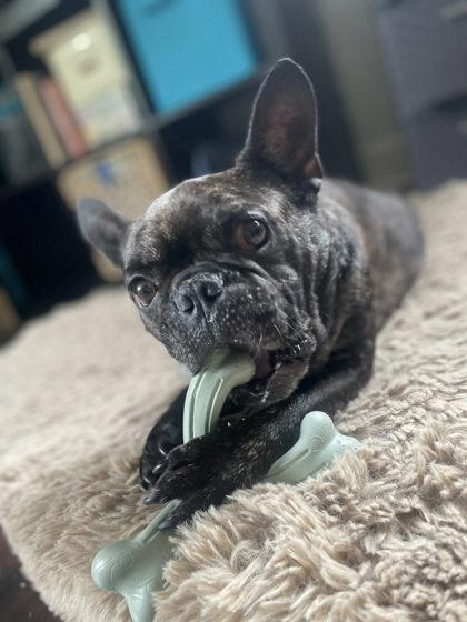 MOGWAI GONZO - pending