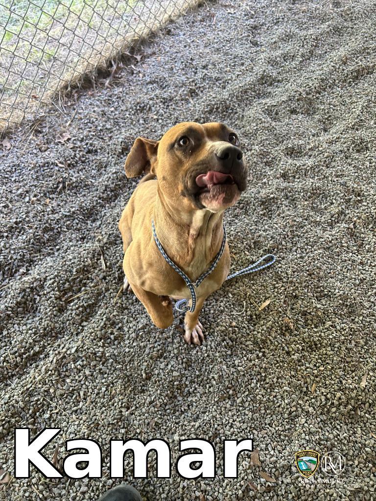 Enlarge Kamar, a Adoptable Pit Bull Terrier in Rocky Mount, NC image 1/3