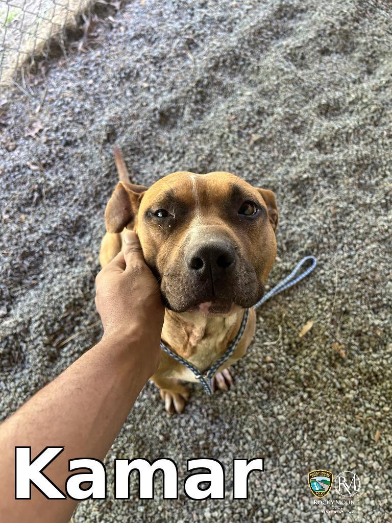 Enlarge Kamar, a Adoptable Pit Bull Terrier in Rocky Mount, NC image 2/3
