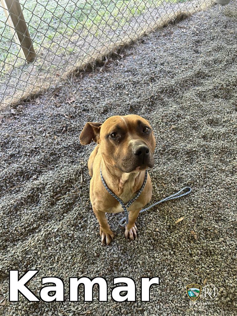 Enlarge Kamar, a Adoptable Pit Bull Terrier in Rocky Mount, NC image 3/3