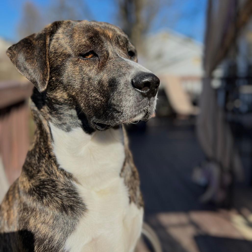 Wesley aka Sebastian, Adoptable, Adult Male Beagle & Pit Bull Terrier.