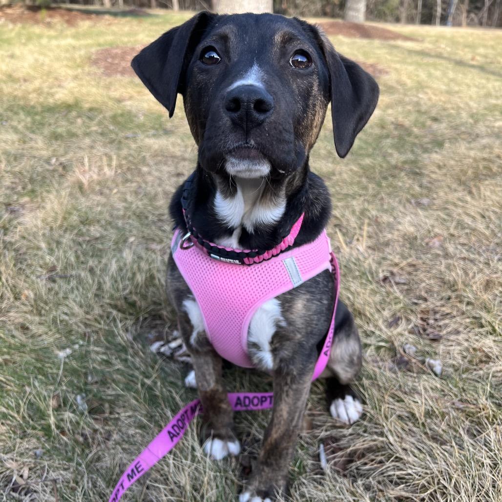 Kimber, a Adoptable Mixed Breed in Waynesville, NC image 4/6