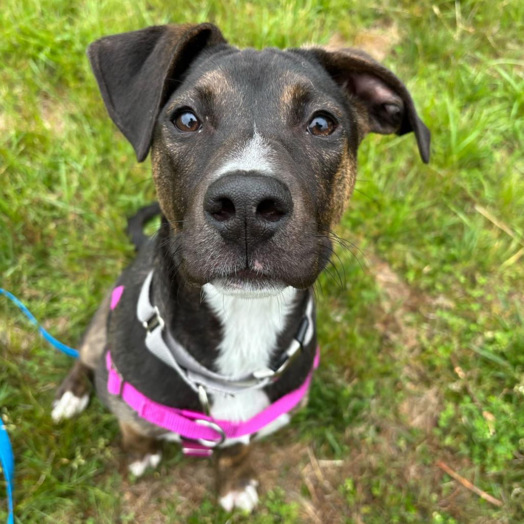Kimber, a Adoptable Mixed Breed in Waynesville, NC image 5/6