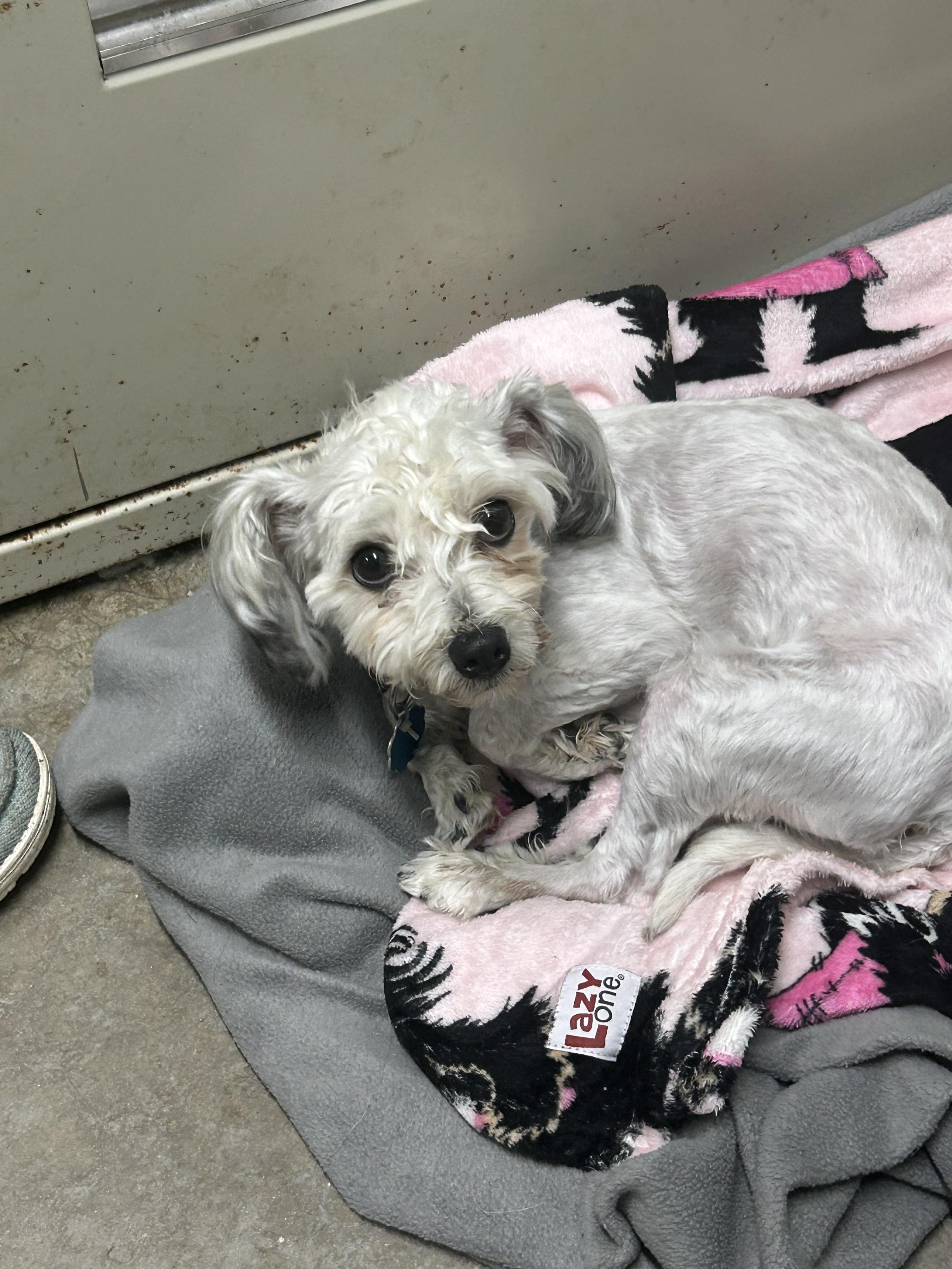 Poppy, an adopted Havanese in Manchester, TN image 2/2