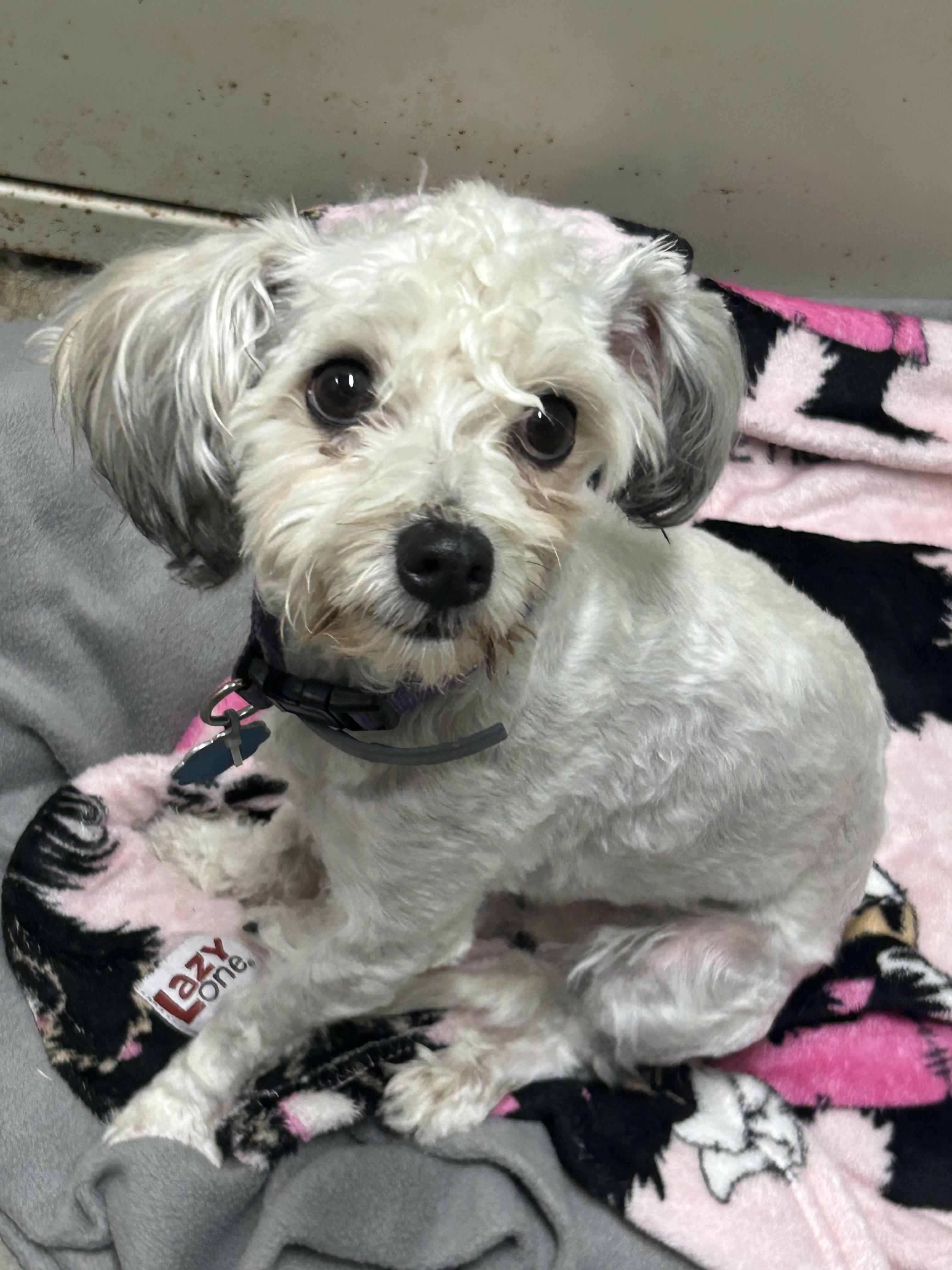 Poppy, an adopted Havanese in Manchester, TN image 1/2