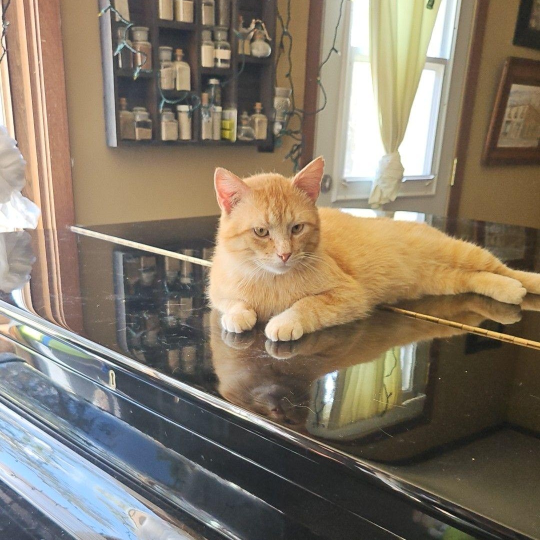 Enlarge Sunshine, an adopted Domestic Short Hair in Stockholm, WI image 1/1