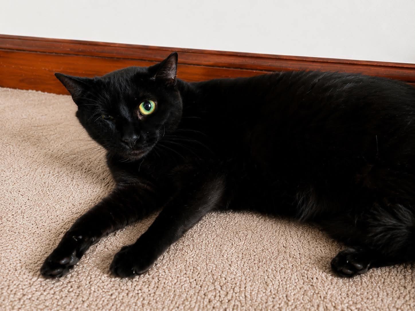 Prairie, an adopted Domestic Short Hair in Roslindale, MA image 1/4
