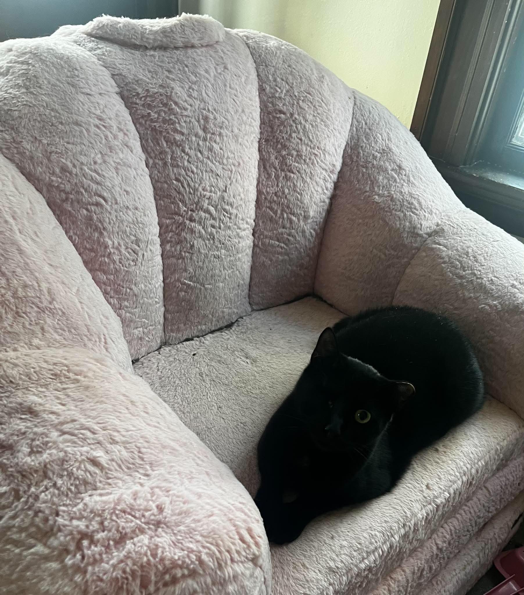 Prairie, an adopted Domestic Short Hair in Roslindale, MA image 4/4