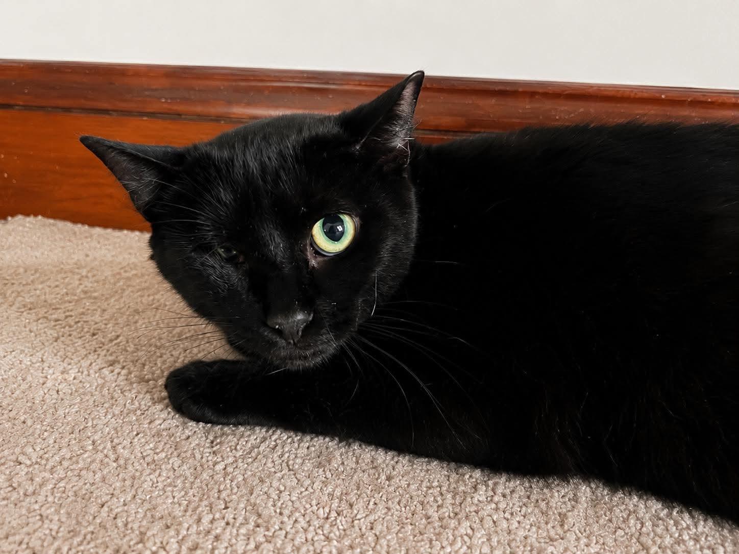 Prairie, an adopted Domestic Short Hair in Roslindale, MA image 2/4