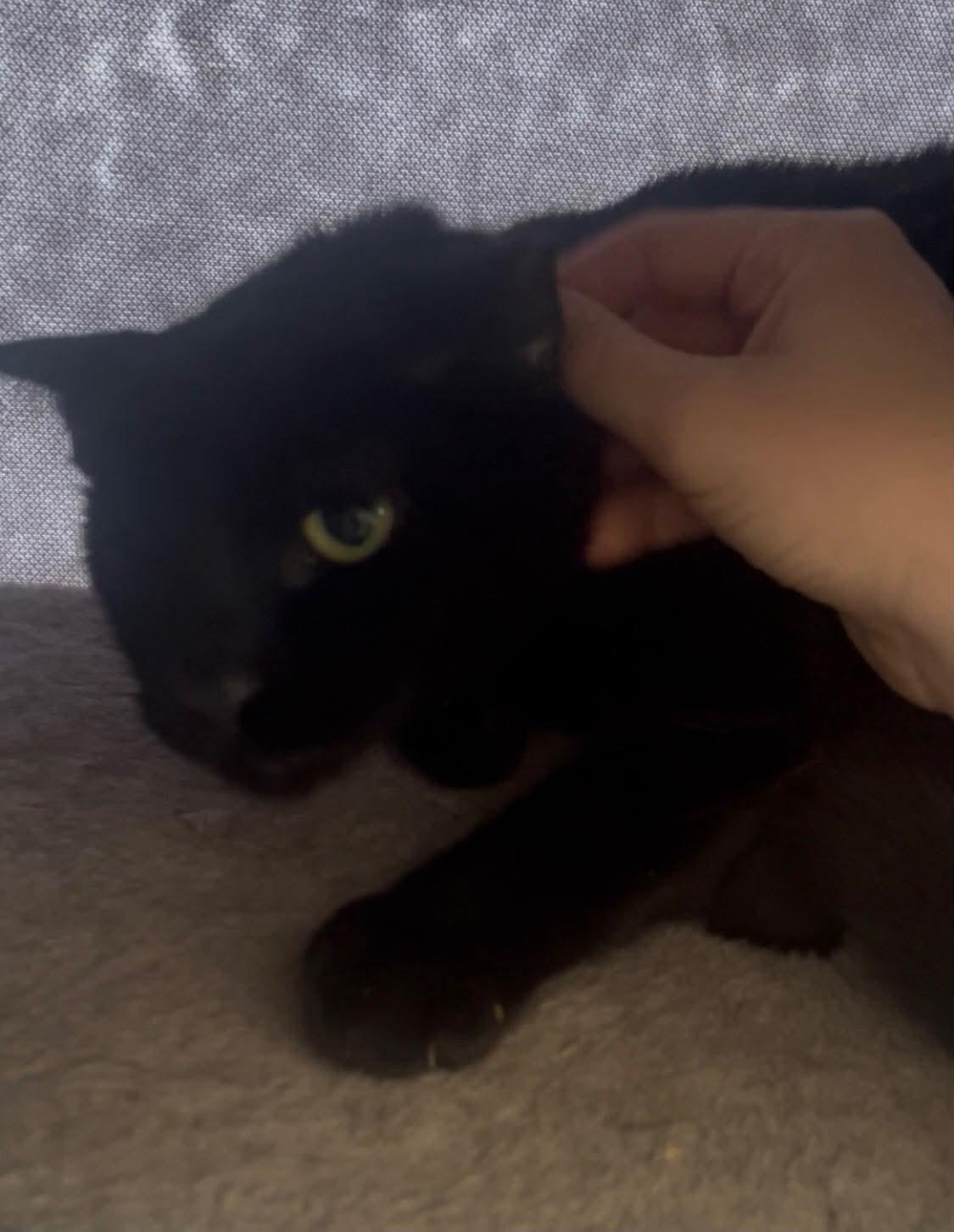 Prairie, an adopted Domestic Short Hair in Roslindale, MA image 3/4